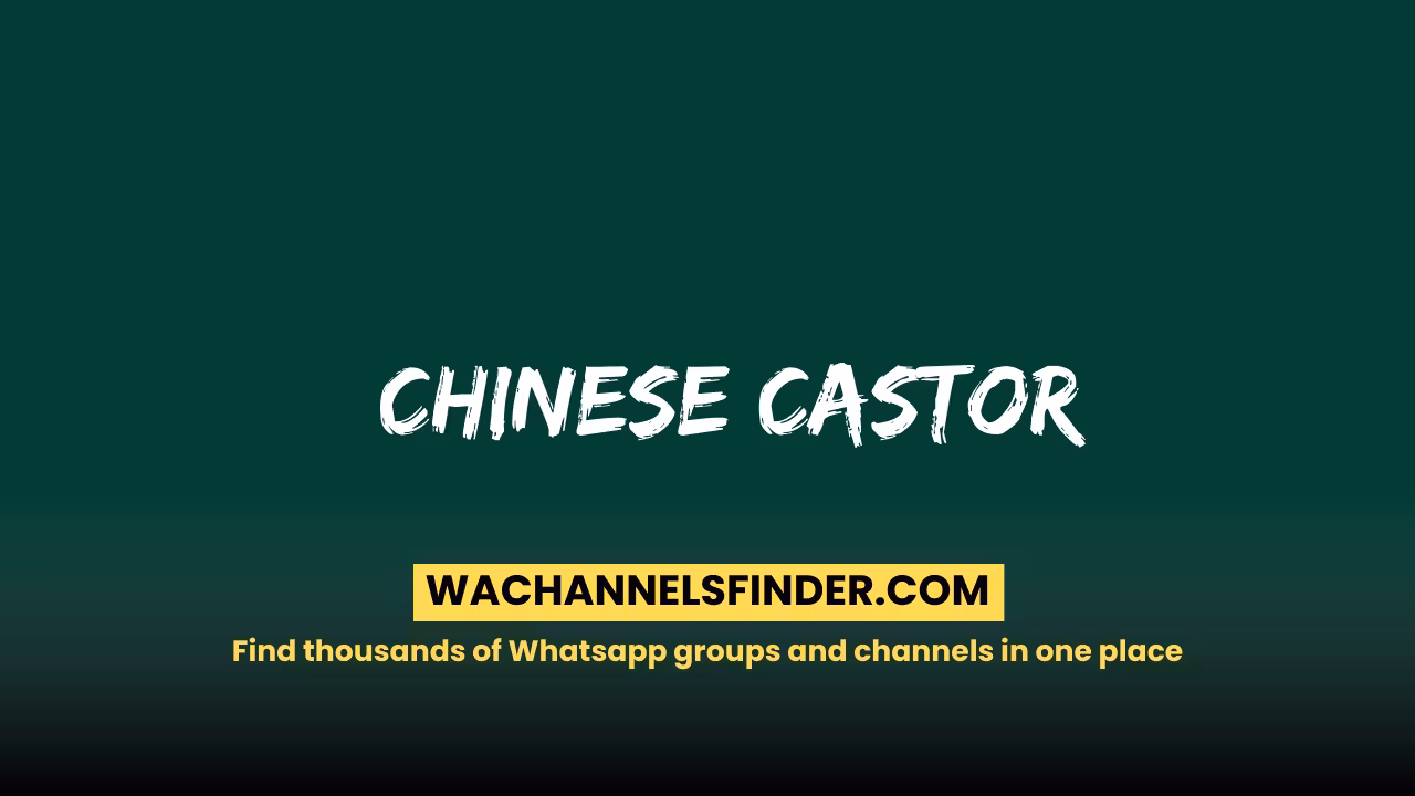 Chinese Castor - WhatsApp Channel